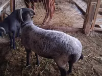 公羊, Sheep — 照片 1