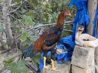 Shamo chickens — foto 7