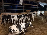 Bulle, Holstein-Rasse — Foto 2