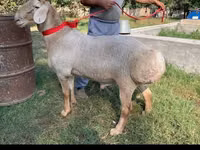 Berbec, Arashan sheep — foto 3
