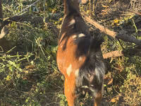 母山羊, Alpine goat — 照片 4