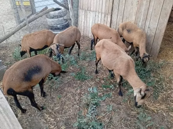 Brebis, Cameroon sheep