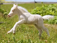 घोड़ा, American shetland pony — फ़ोटो 3