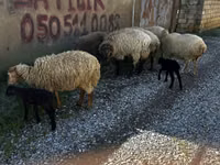 Bélier, Moutons — photo 8