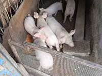 Vier, Porci — foto 2