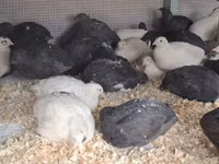 Quails — الصورة 1