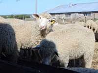 Qoç, Kuibyshev sheep — foto 1