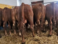 公牛, Limousin cow — 照片 2