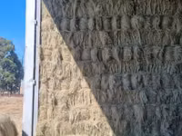 Eragrostis bales - Small (For Sale) — foto 2