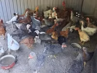 Chickens — 照片 1