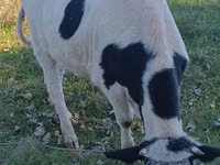 Kuh, Russian Black pied cattle — Foto 2