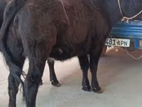 Vache, Aberdeen-Angus — photo 1