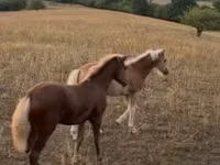 فرس, Haflinger — الصورة 2