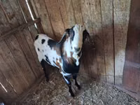 बकरा, Nubian Goat — फ़ोटो 1