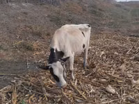 Kuh, Russian Black pied cattle — Foto 2