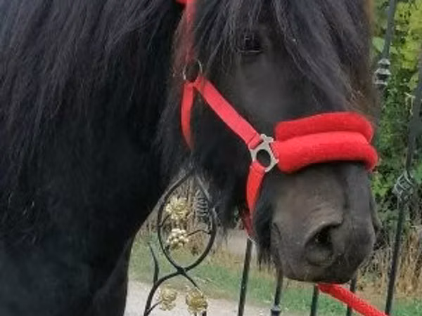 Hengst, Fell pony