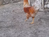 लोहमन ब्राउन — फ़ोटो 1