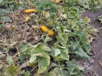 Продаю тыкву для животных — photo 3