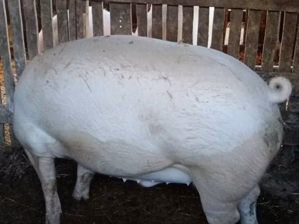 Vier, Porci