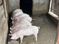 母猪 — 照片 2