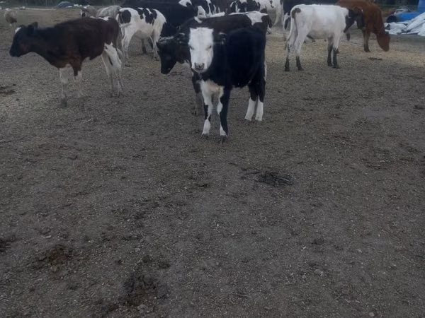 Kuh, Russian Black pied cattle