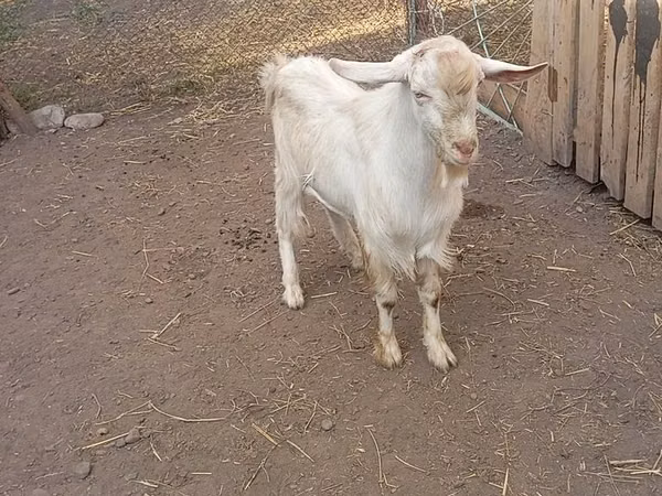 تيس, Saanen goat
