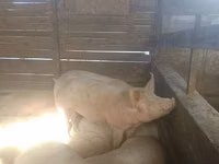 Scroafă — foto 5