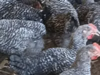 Chickens — photo 5