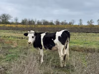 Vaca, Russian Black pied cattle — foto 1