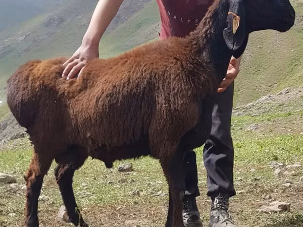 公羊, Blackheaded Persian sheep