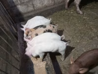 Eber, Schweine — Foto 1