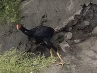 Indian Game — foto 2