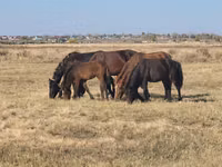 Mare, Horse breed — photo 2