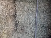 Vând nutreț pentru animale . — сүрөт 2