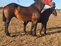 Hengst, Percheron — Foto 6