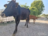Kuh, Limousin-Kuh — Foto 4