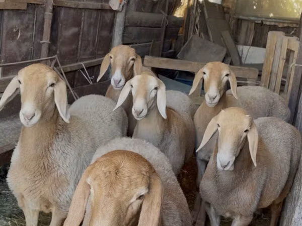 Oaie, Arashan sheep
