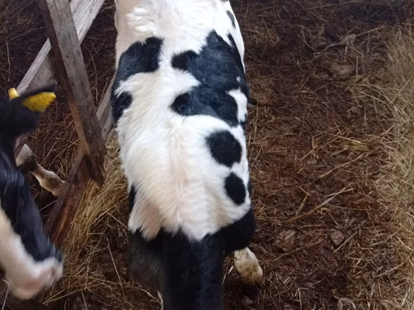 Bou, Rasa Holstein