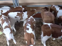 Bou, Simmental cattle — foto 7