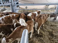 أبقار (دفعة، الجنس غير محدد), Simmental cattle — الصورة 1