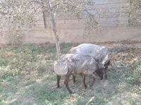 Qoç, Qoyunlar — foto 4