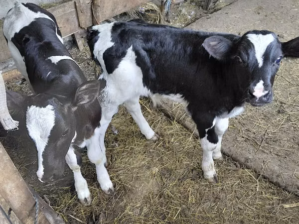 ثور, Russian Black pied cattle — مولدوفا