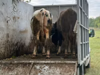 Toro, Ganado vacuno — foto 2