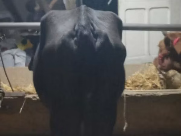 母牛, Cattle