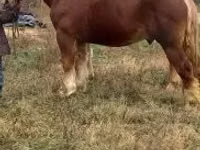公马, Suffolk Punch — 照片 4