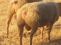 Berbec, Rouge de l’Ouest sheep — foto 3