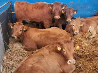 Bovins (lot, sexe non indiqué), Vache limousine — photo 6