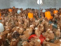 Chickens — الصورة 1