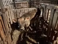 सांड, गोलस्टीन नस्ल — फ़ोटो 4