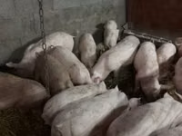 Eber, Schweine — Foto 1